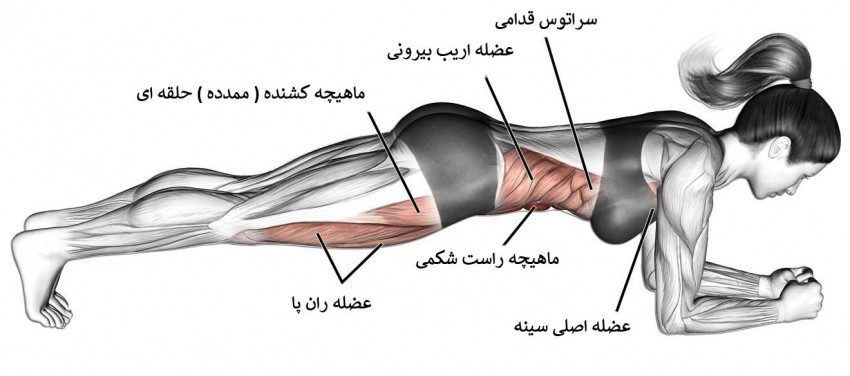 آشنایی با عضلات مرکزی بدن